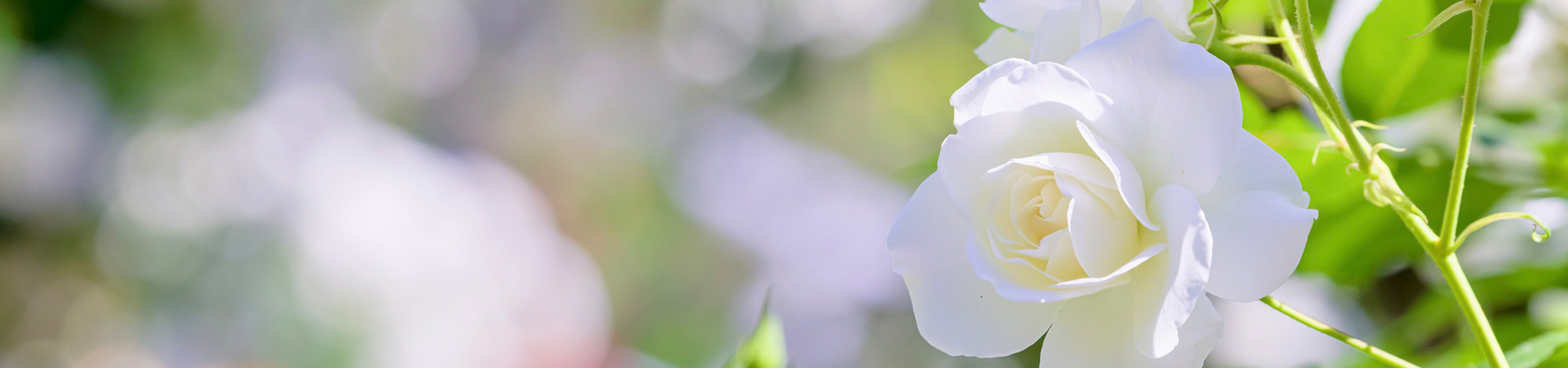 花の画像
